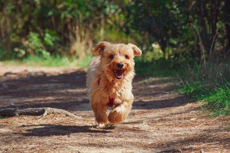Hund (1)