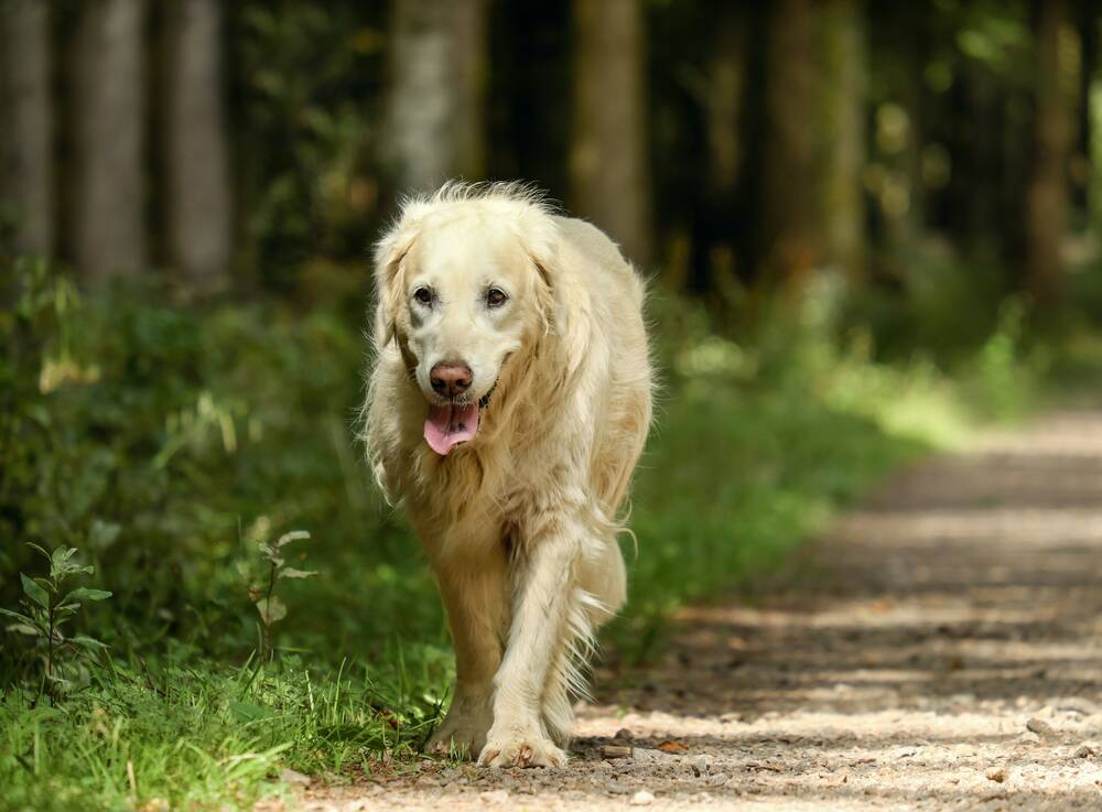 Vacations with your dog