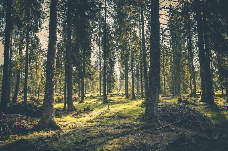 Nadelbaumwald im Sonnenschein