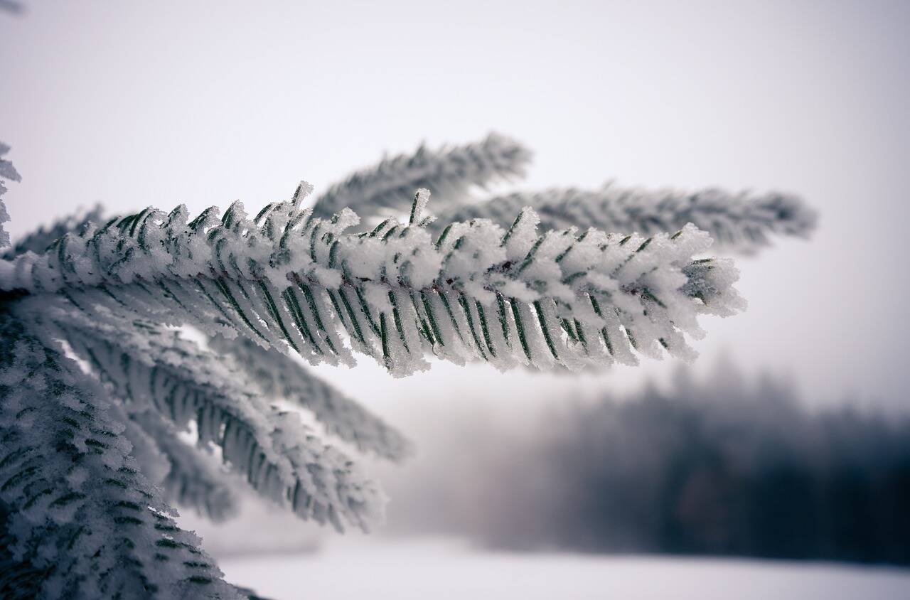 Fir tree 6892651 1280